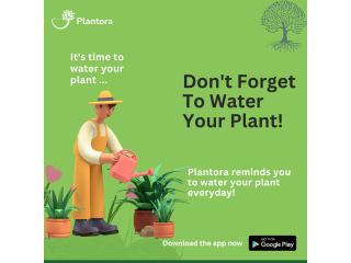 Watering Your Plants Everyday - Plantora Reminder