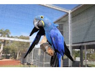 Avian Pet ParrotsSpecies Available