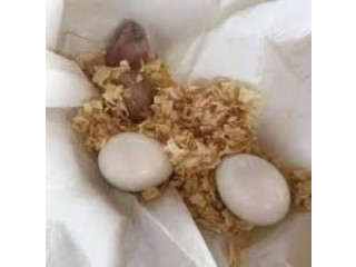 FertilizedParrot Eggs for Hatching