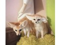 home-trained-fennec-fox-for-sale-small-0