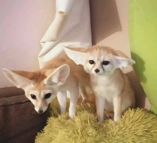 home-trained-fennec-fox-for-sale-big-0