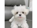 beautiful-maltese-puppies-for-good-home-small-0