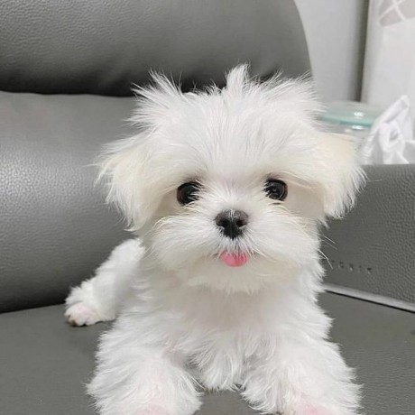 beautiful-maltese-puppies-for-good-home-big-0