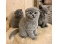 scottishfold-cat-available-small-0