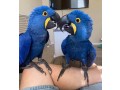 hand-raised-hyacinth-macaw-parrots-and-fertile-eggs-for-sale-small-3