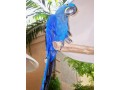 hand-raised-hyacinth-macaw-parrots-and-fertile-eggs-for-sale-small-0