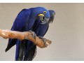 hand-raised-hyacinth-macaw-parrots-and-fertile-eggs-for-sale-small-1