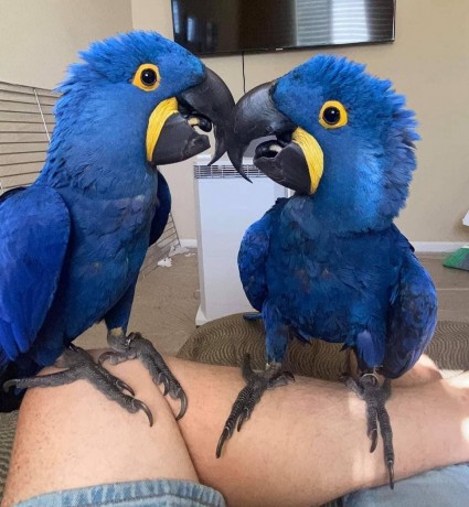 hand-raised-hyacinth-macaw-parrots-and-fertile-eggs-for-sale-big-3