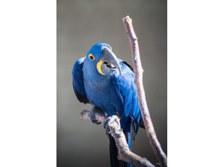 Hand Raised Hyacinth Macaw Parrots For Sale