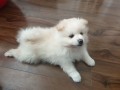 trained-pomeranian-puppies-for-sale-whatsapp-text-to-971-55-385-3946-small-1