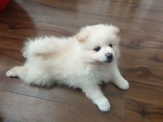 Trained Pomeranian Puppies for sale/ WhatsApp text to +971 55 385 3946