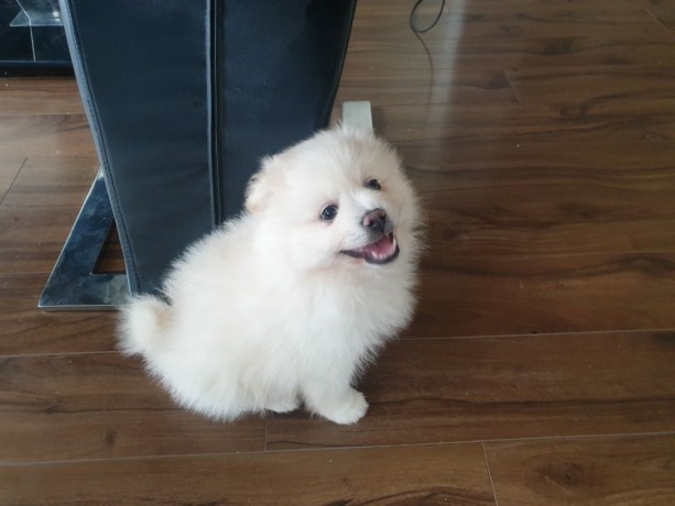 trained-pomeranian-puppies-for-sale-whatsapp-text-to-971-55-385-3946-big-0