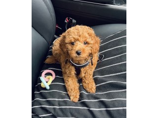 Toy poodle Puppies for sale/send  WhatsApp text to +971 55 385 3946
