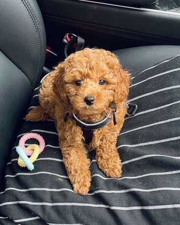 toy-poodle-puppies-for-salesend-whatsapp-text-to-971-55-385-3946-big-0