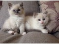 beautiful-and-home-raised-ragdoll-kittens-small-0