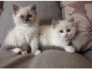 Beautiful and Home Raised Ragdoll Kittens