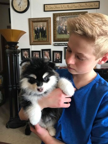 pomsky-puppies-available-big-0