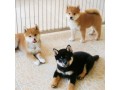 shiba-inu-puppies-for-sale-small-0