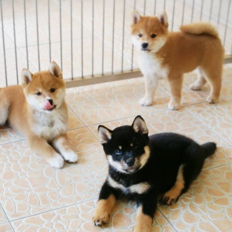 shiba-inu-puppies-for-sale-big-0