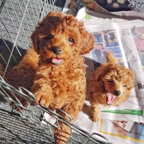 poodle-puppies-here-for-sale-big-0