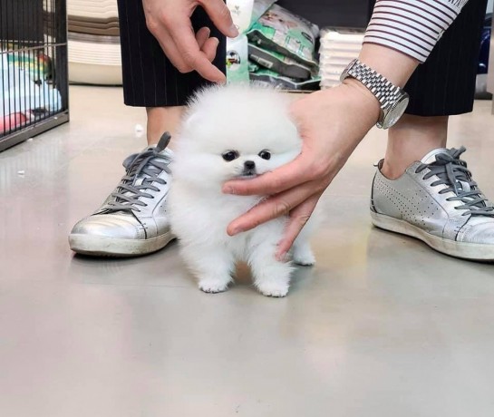 pomeranian-puppies-available-for-sale-big-0
