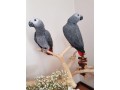 talking-african-grey-parrots-for-sale-small-0
