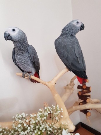 talking-african-grey-parrots-for-sale-big-0