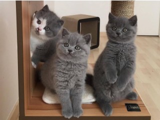 British shorthair kittens for Sale