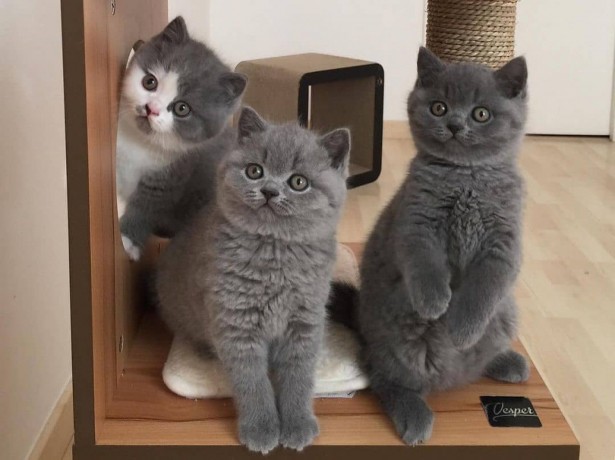 british-shorthair-kittens-for-sale-big-0