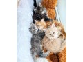 full-tica-pedigree-maine-coon-kittens-small-0