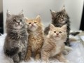full-tica-pedigree-maine-coon-kittens-small-1