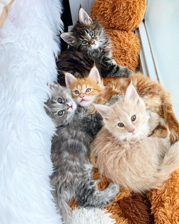 full-tica-pedigree-maine-coon-kittens-big-0