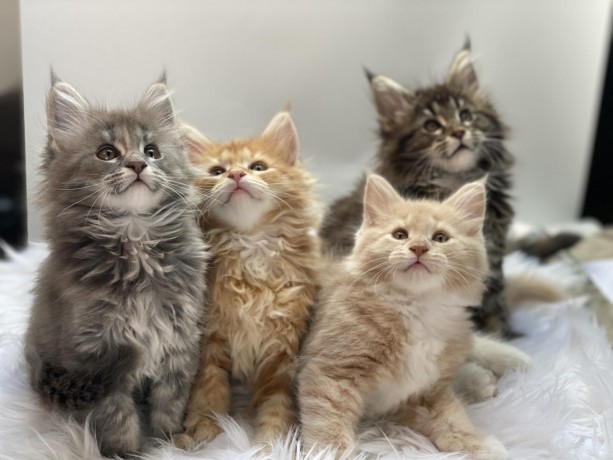 full-tica-pedigree-maine-coon-kittens-big-1