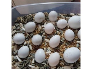 Ostrich,Macaw,African Grey,Cockatoo,Amazon,Eclectus parrot chicks and fertile eggs for sale