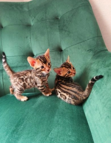 beautiful-bengal-kittens-big-0