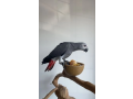 african-grey-parrots-small-0