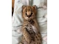 serval-kittens-for-sale-home-trained-small-0
