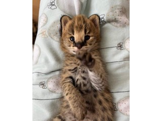 SERVAL KITTENS FOR SALE. (HOME TRAINED)