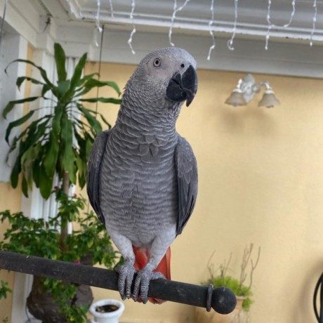 pair-of-african-grey-parrots-for-sale-big-0