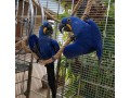 talking-hyacinth-macaw-parrots-available-for-sale-small-0