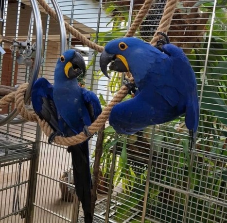 talking-hyacinth-macaw-parrots-available-for-sale-big-0