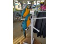 pair-of-blue-and-gold-macaw-parrots-for-re-homing-small-0