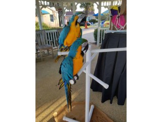Pair of Blue and Gold Macaw Parrots for Re-homing