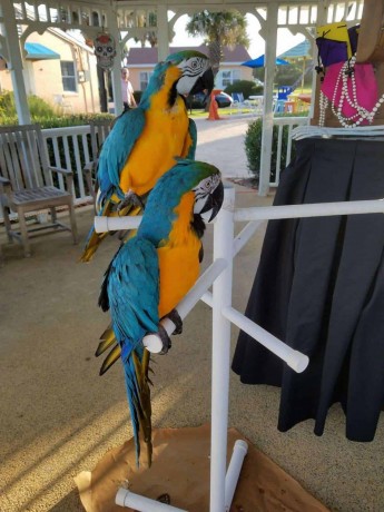 pair-of-blue-and-gold-macaw-parrots-for-re-homing-big-0