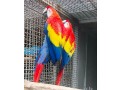 adorable-scarlet-macaw-parrots-available-small-0
