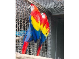Adorable Scarlet Macaw Parrots available