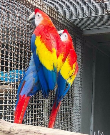 adorable-scarlet-macaw-parrots-available-big-0