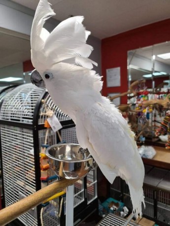 very-friendly-umbrella-cockatoo-parrots-for-sale-big-0
