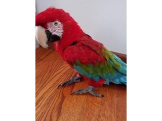 CUTE GREEN WING MACAW PARROTS