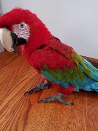 cute-green-wing-macaw-parrots-big-0